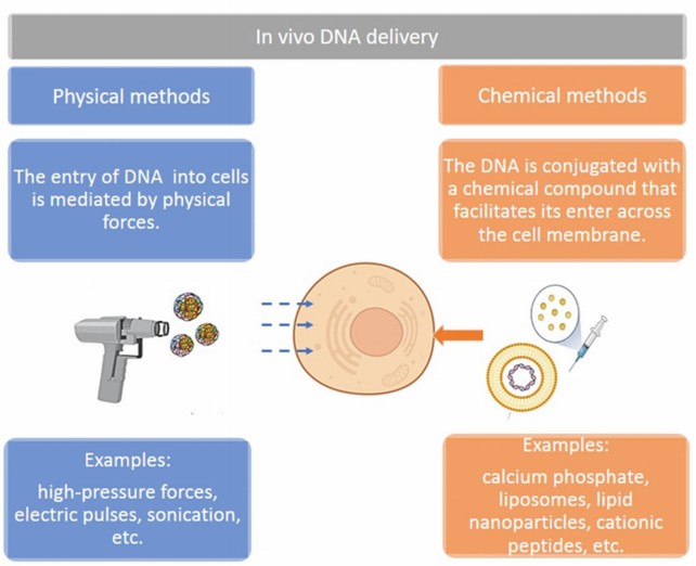 2-1-3-1-1 Plasmid-DNA Therapy Development-1