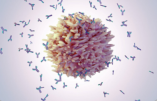 Therapeutic Antibody Development