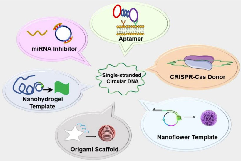 2-1-3-1-2 Single-stranded Circular DNA Therapy Development-1